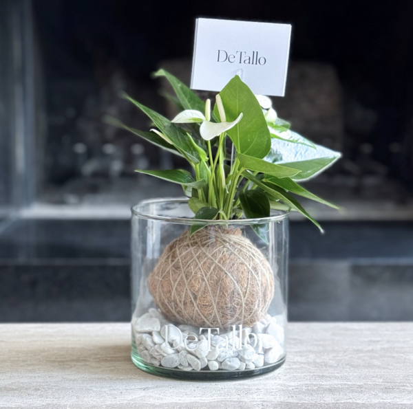 Kokedama anturio