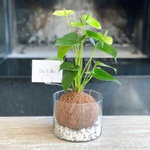 Kokedama anturio