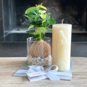 Kokedama anturio con Cirio Virgen de Guadalupe